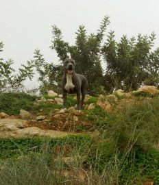 shena